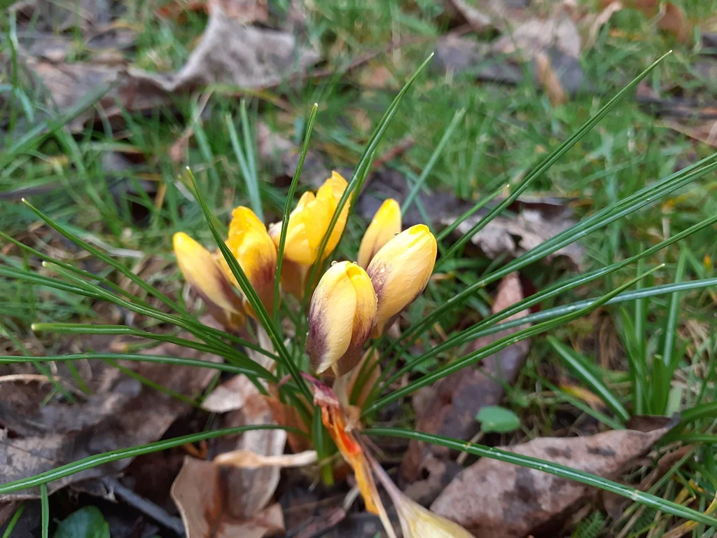 Crocus Chrysanthus