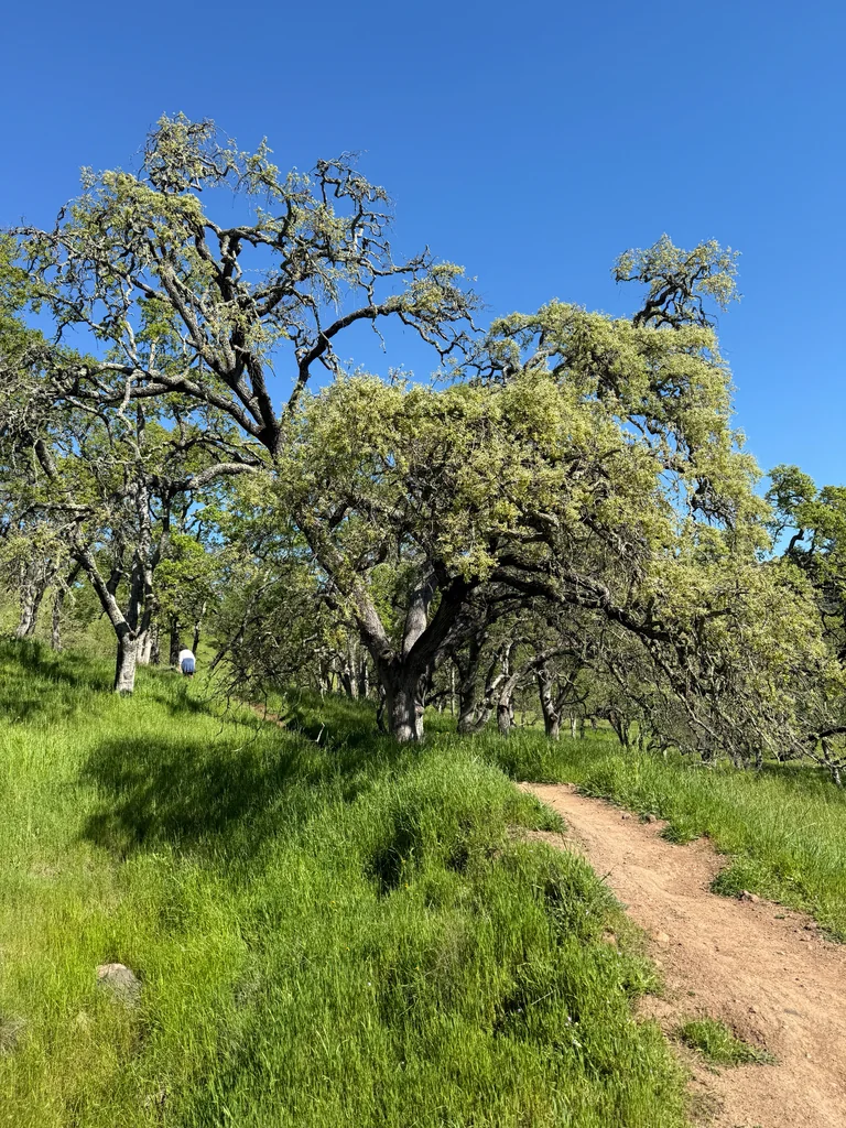 Quercus Douglasii