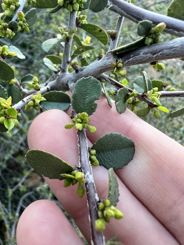 Rhamnus Crocea