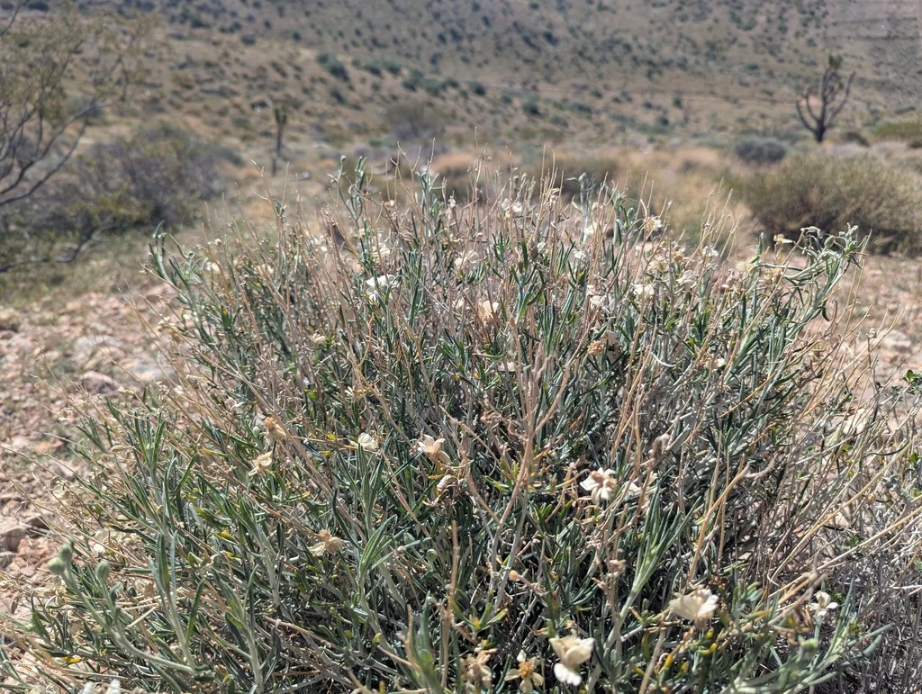Psilostrophe Cooperi