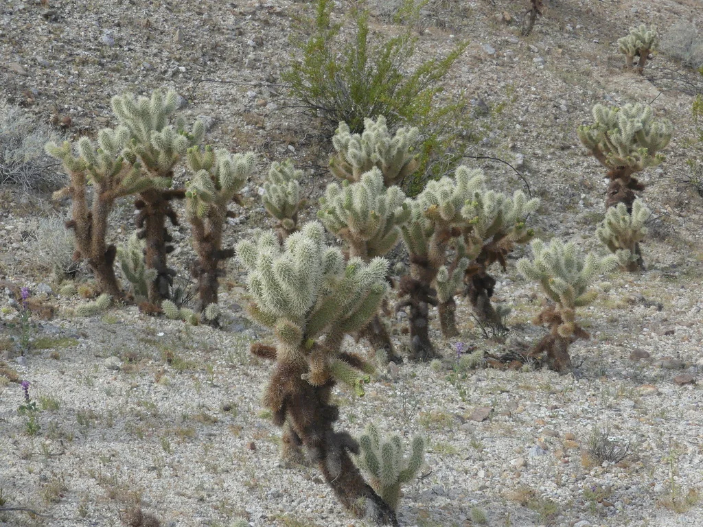 Cylindropuntia Bigelovii