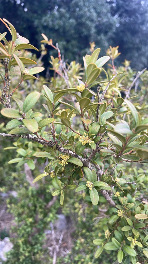 Buxus sempervirens