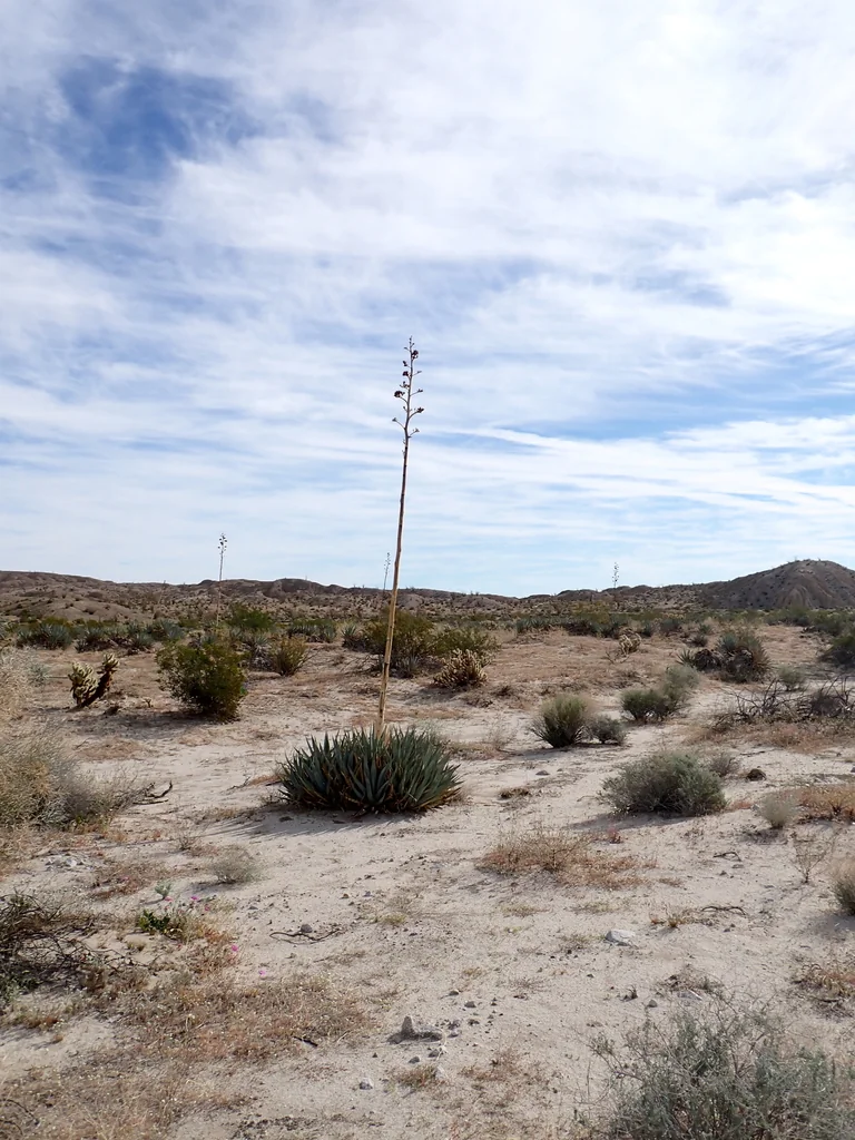 Agave Deserti