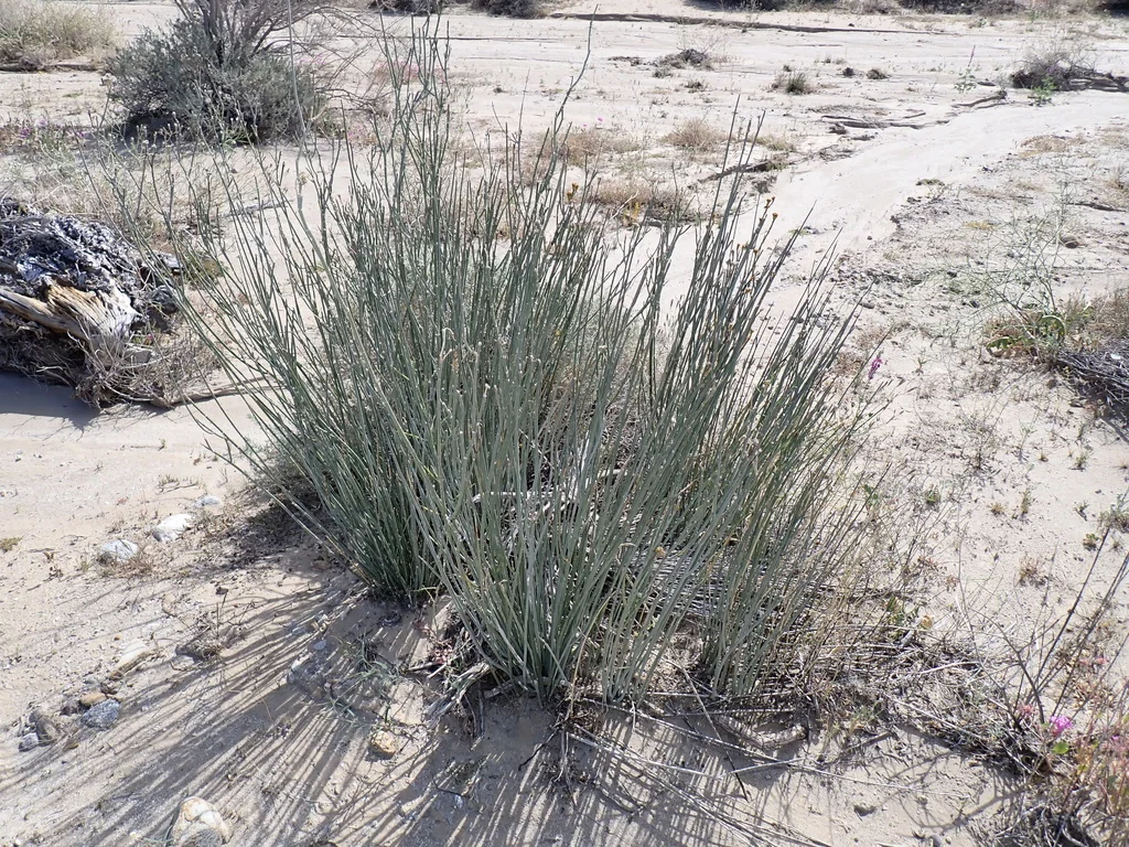 Asclepias Subulata