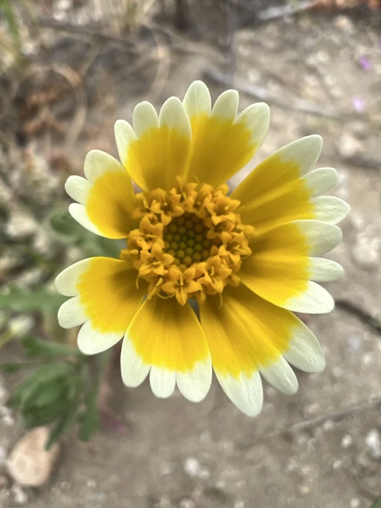 Layia Platyglossa