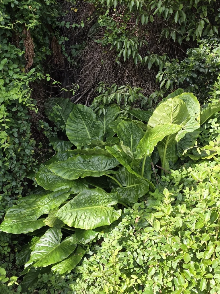Alocasia amazonica