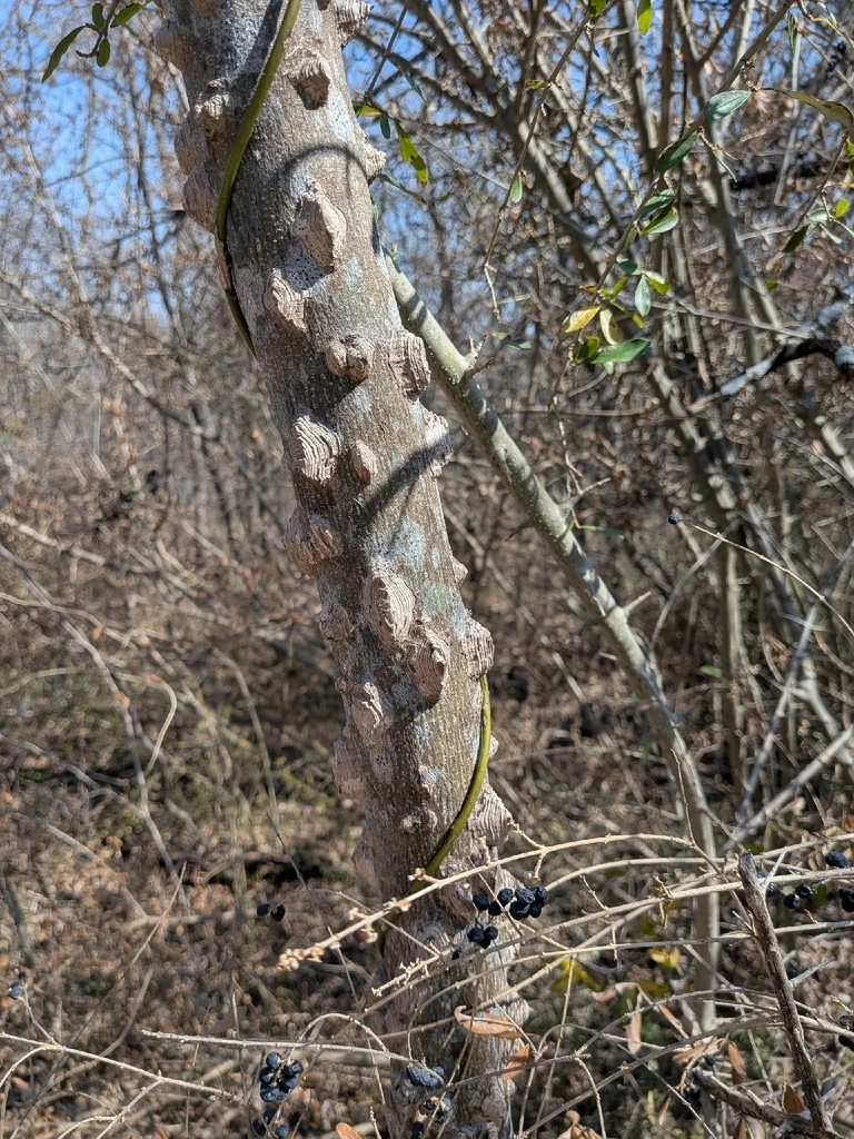 Zanthoxylum Clava-Herculis