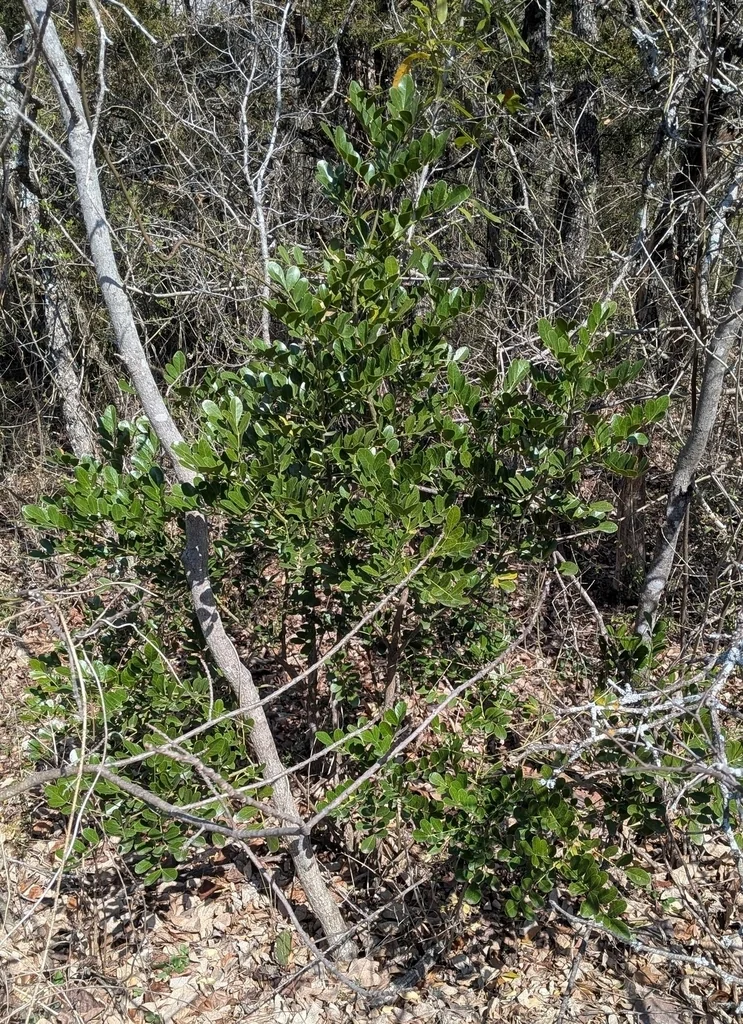 Sophora Secundiflora