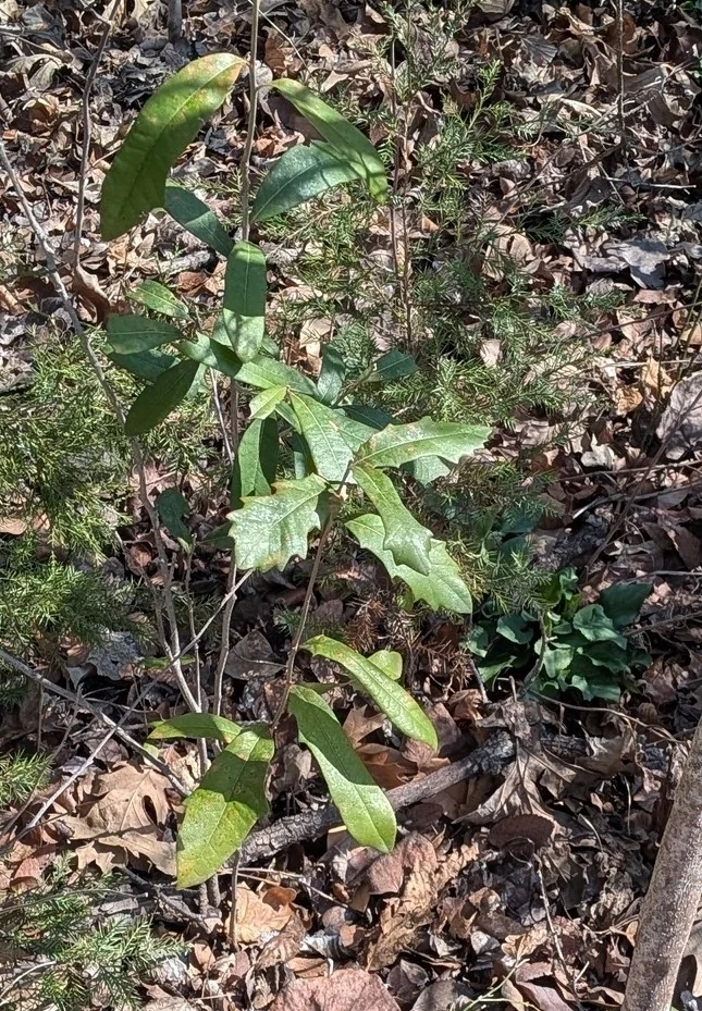 Quercus Fusiformis