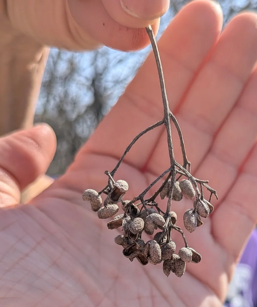 Zanthoxylum Clava-Herculis