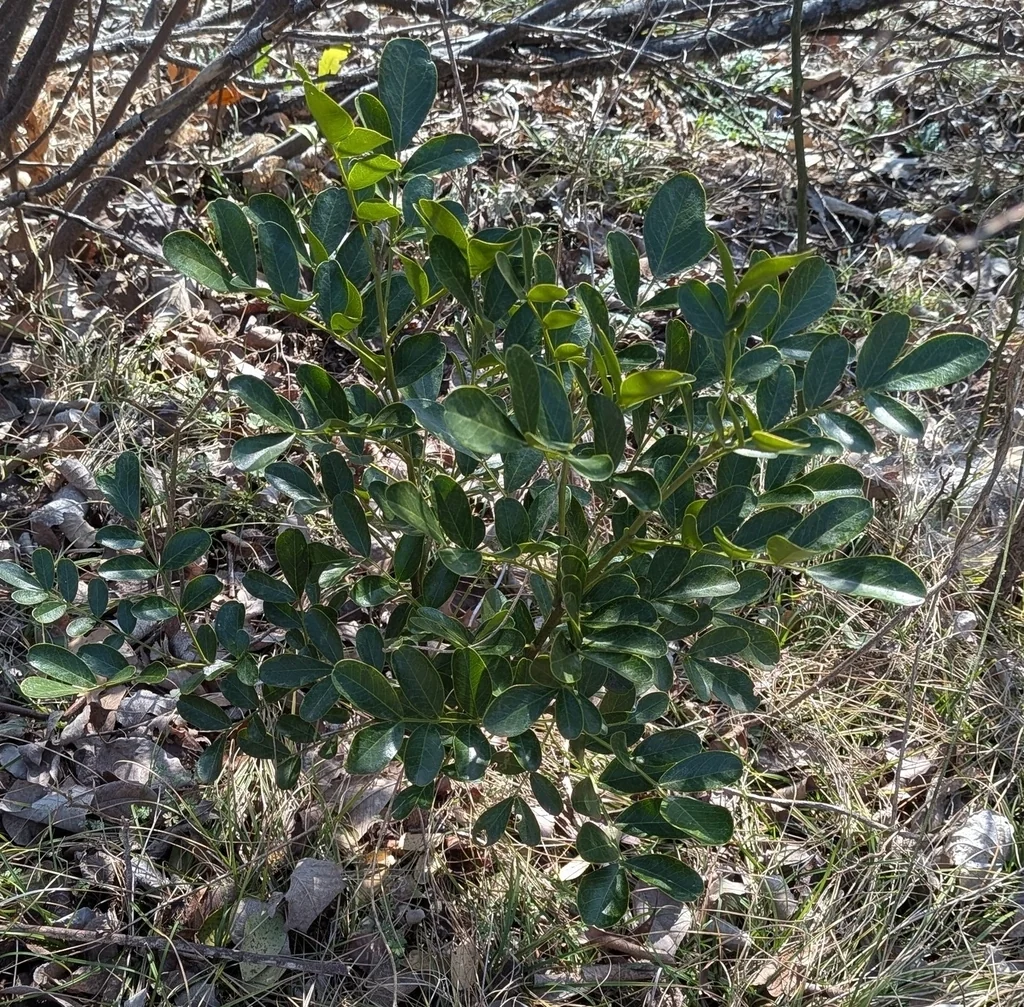 Sophora Secundiflora