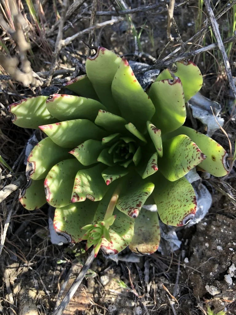 Dudleya Brittonii