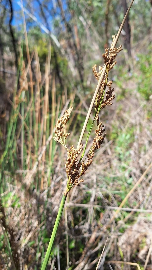 Juncus Pallidus