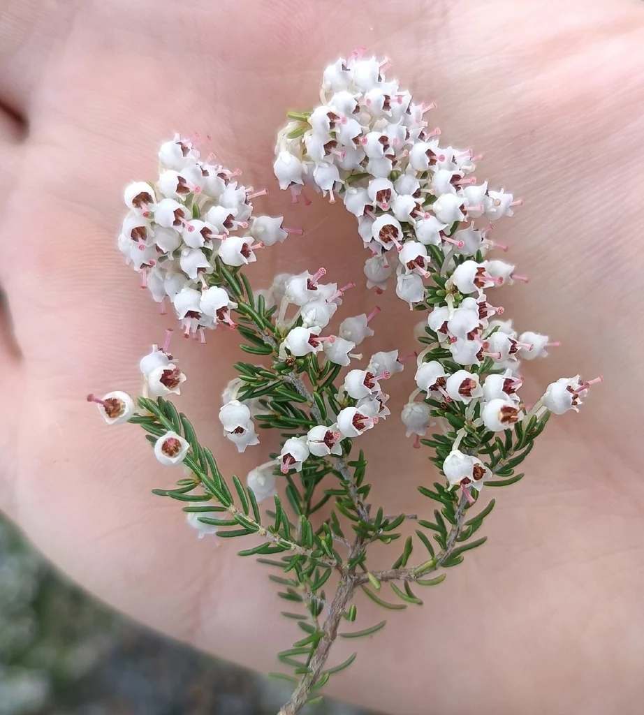 Erica Arborea