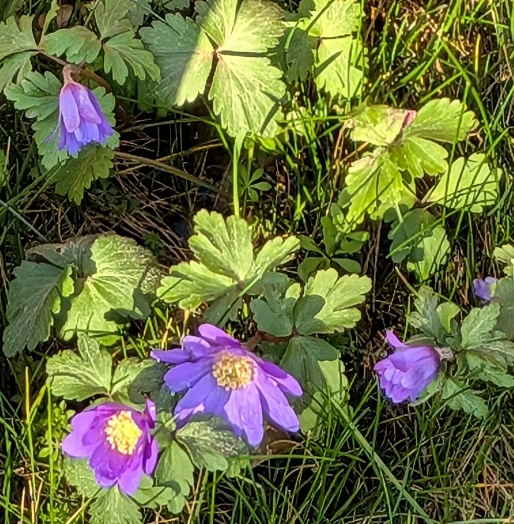 Anemone Blanda