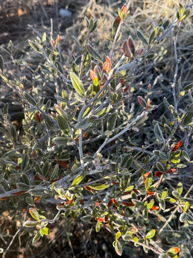 Cercocarpus Ledifolius