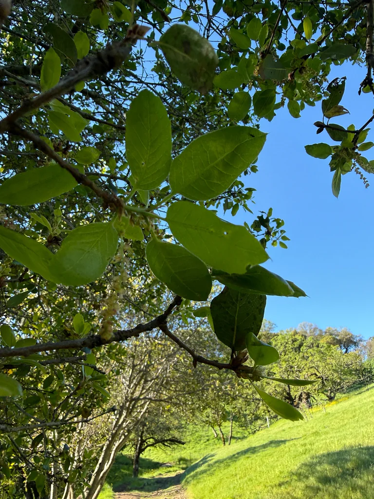 Quercus Wislizenii