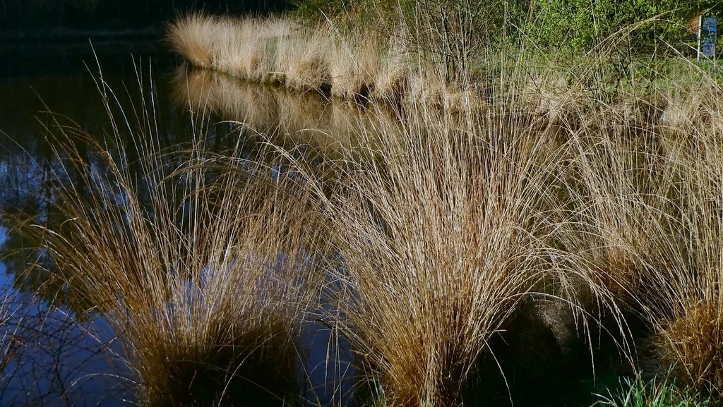Molinia Caerulea
