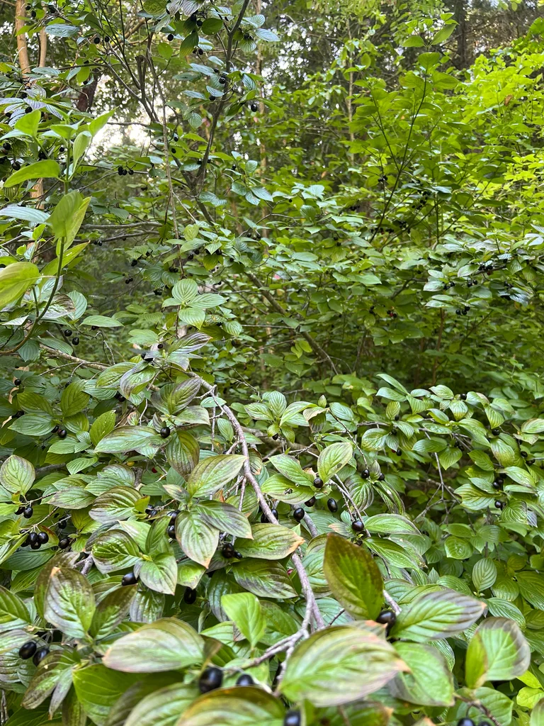 Cornus Sessilis