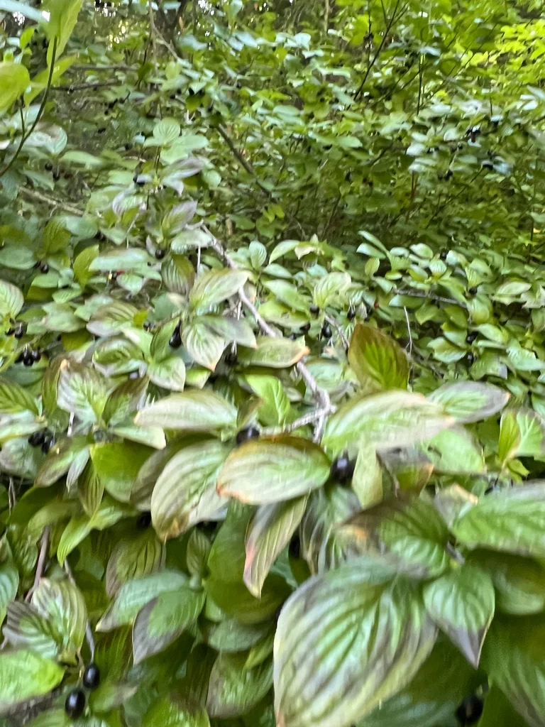 Cornus Sessilis