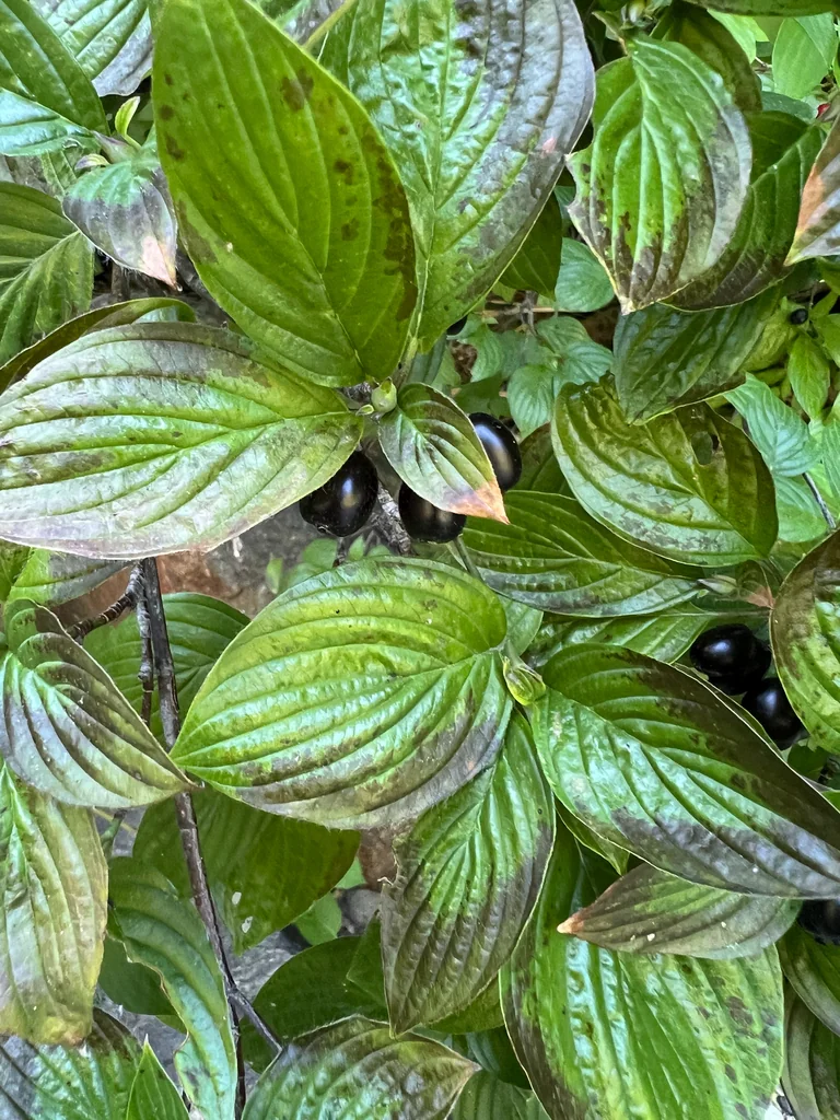 Cornus Sessilis