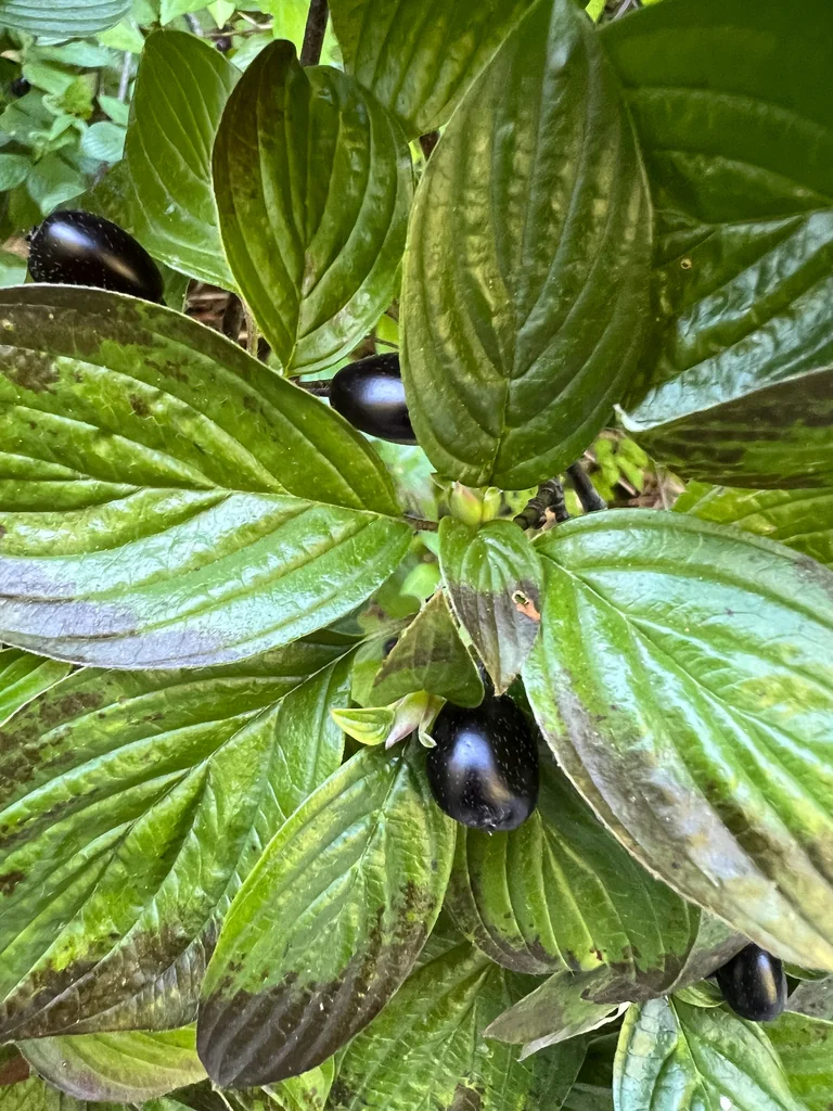 Cornus Sessilis