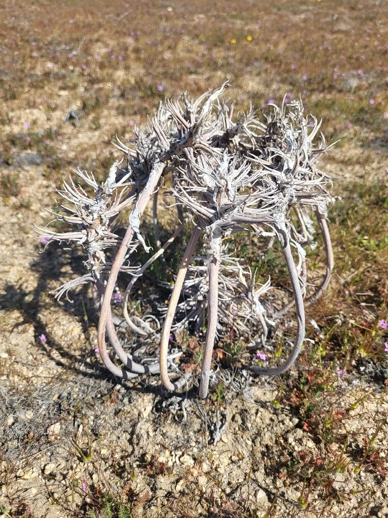 Oenothera Deltoides