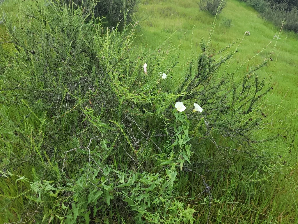 Calystegia Macrostegia