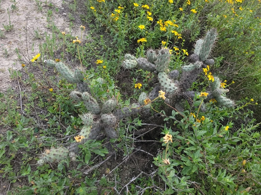 Cylindropuntia prolifera