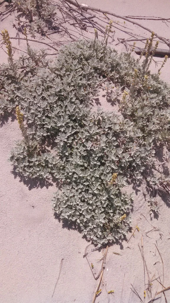 Artemisia stelleriana
