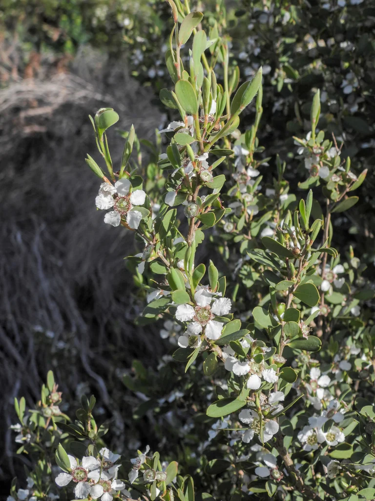 Leptospermum Laevigatum