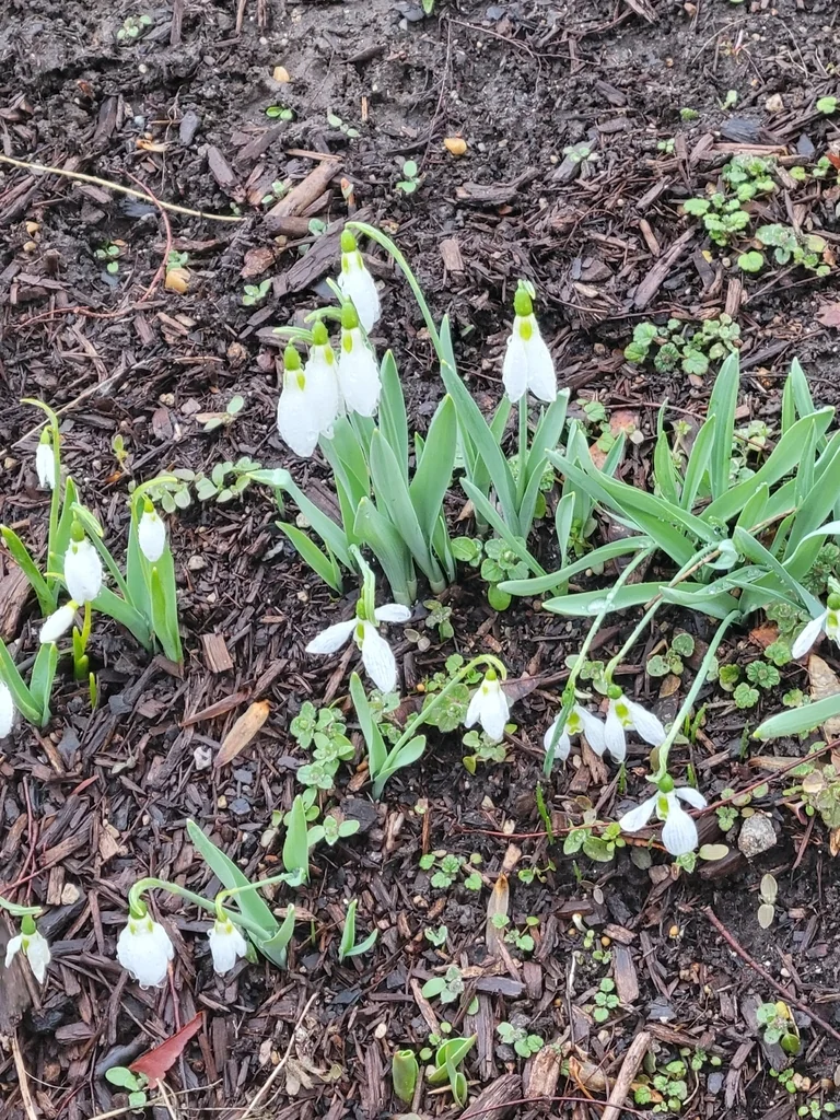 Galanthus Elwesii