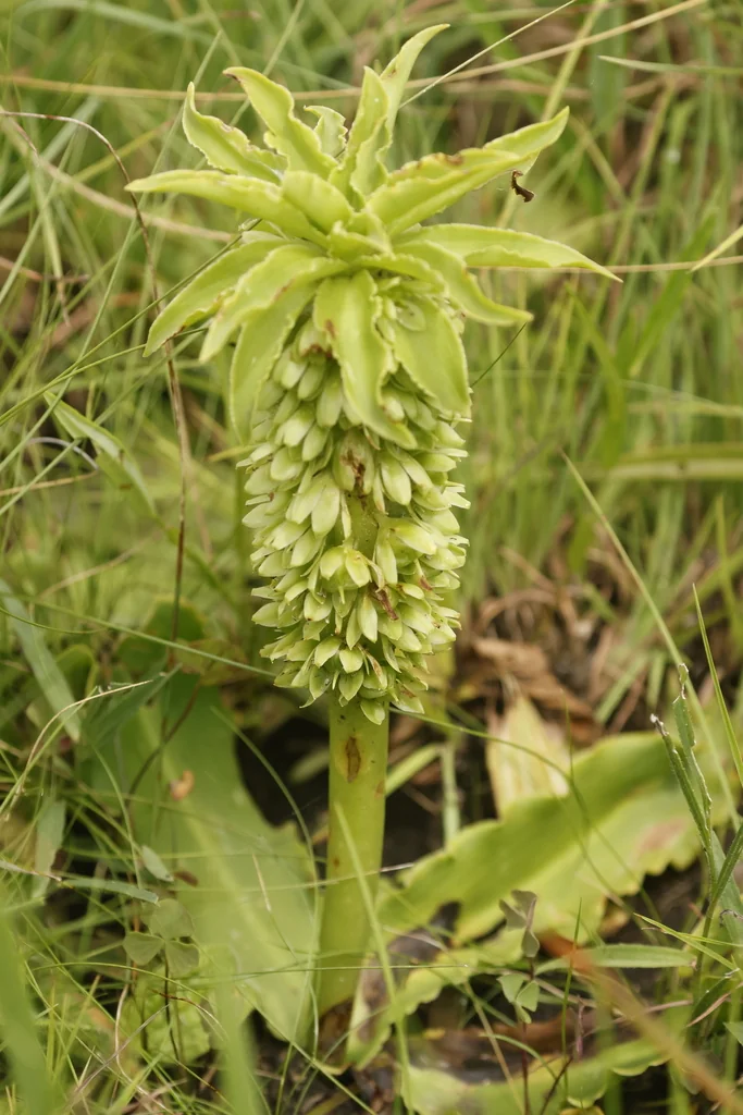 Eucomis Autumnalis