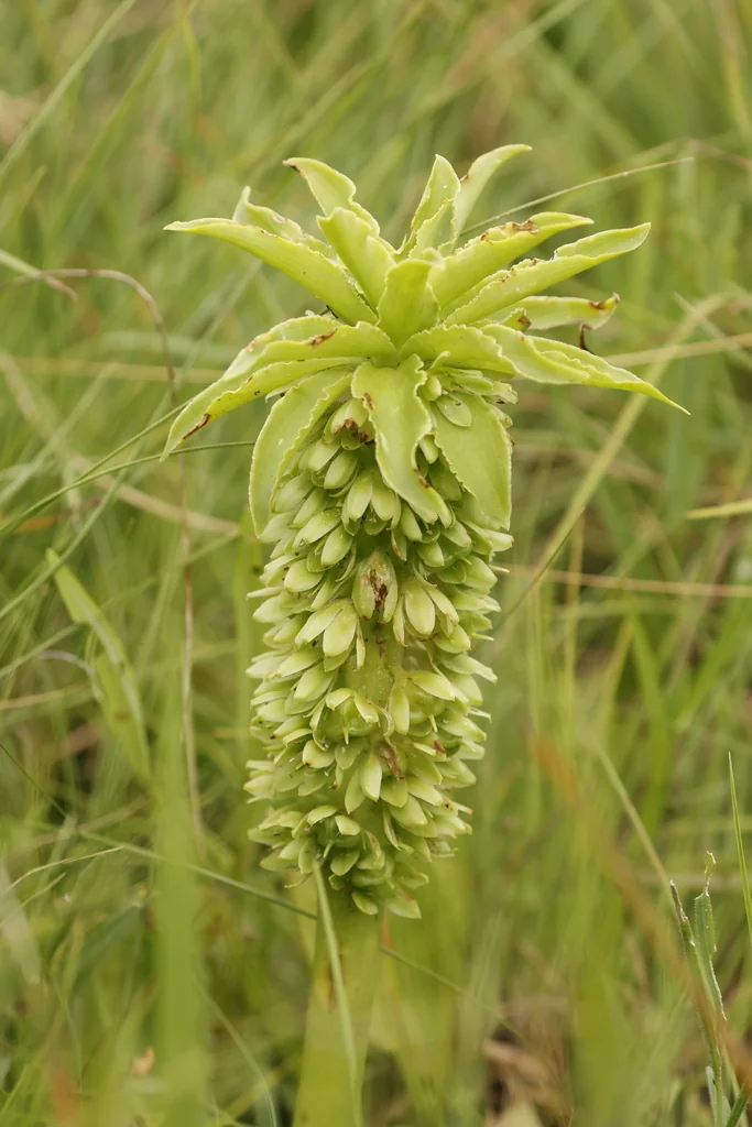 Eucomis Autumnalis