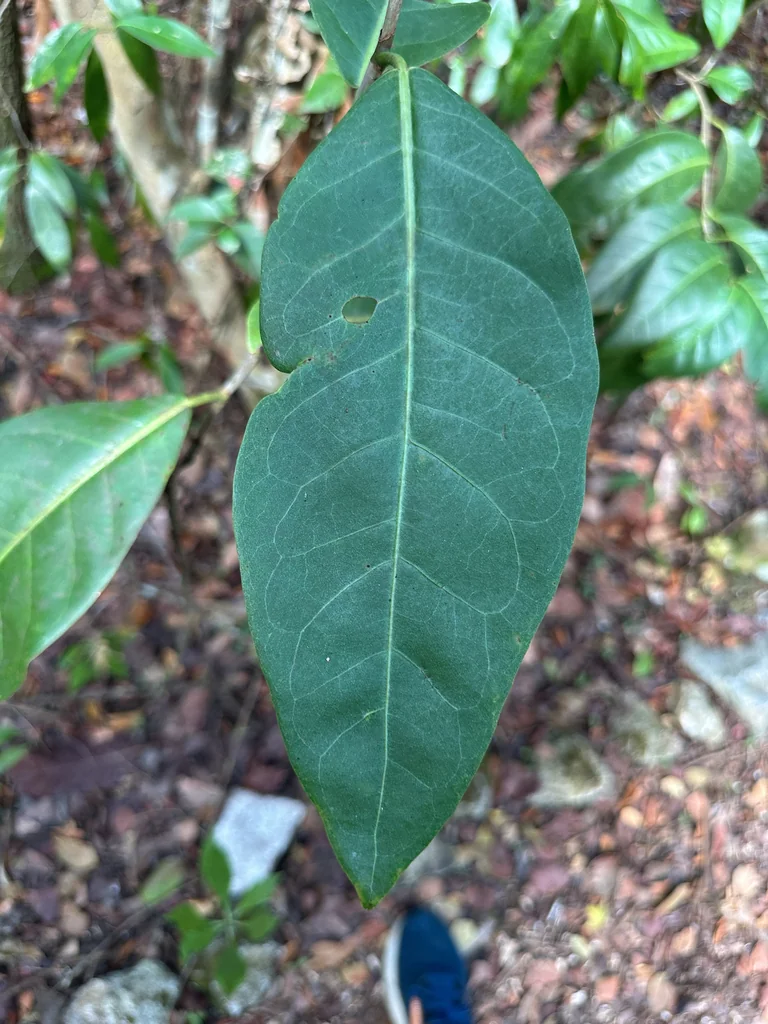 Coccoloba Diversifolia