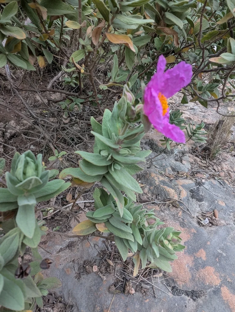 Cistus Albidus