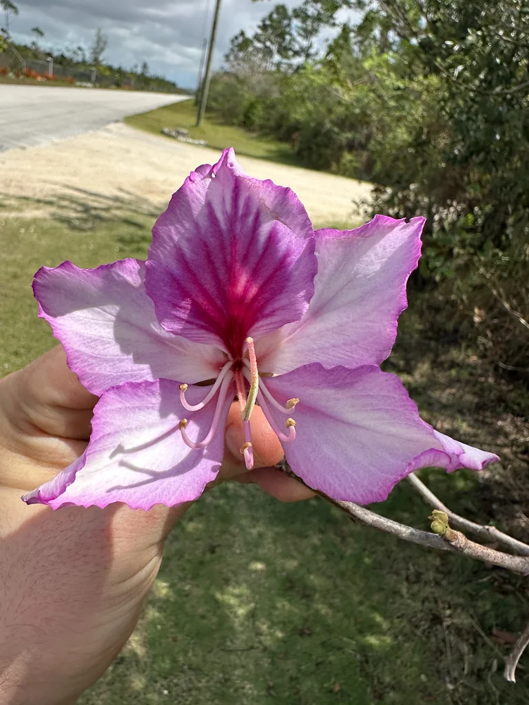 Bauhinia Variegata