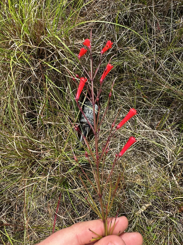 Russelia Equisetiformis
