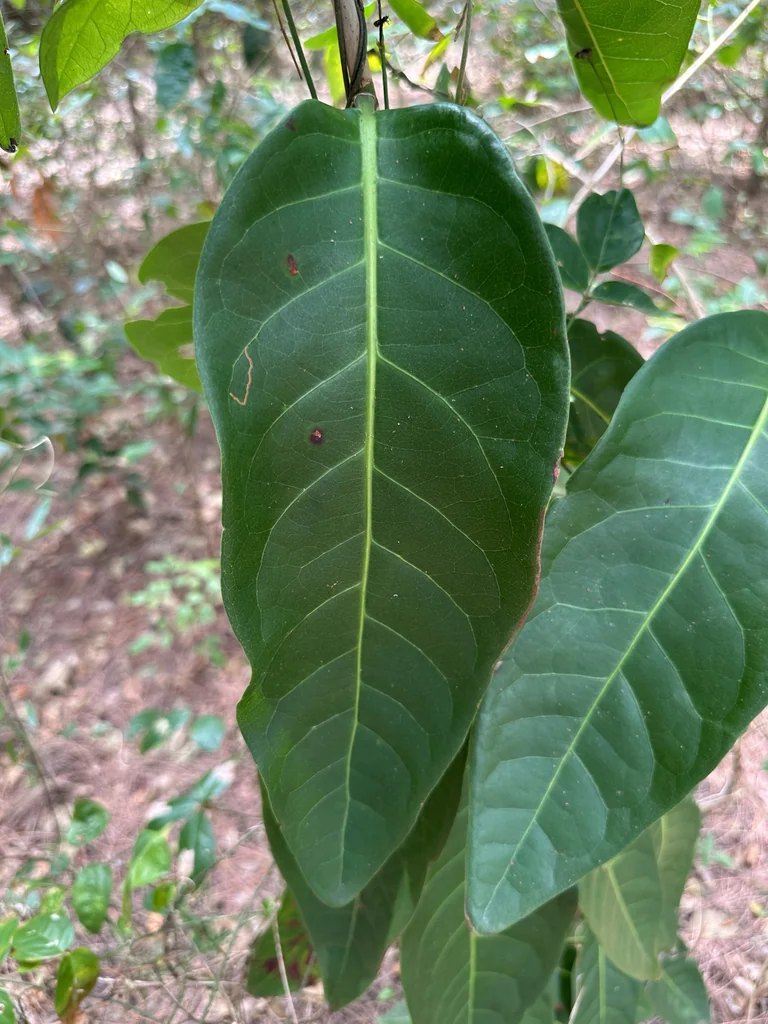 Coccoloba Diversifolia