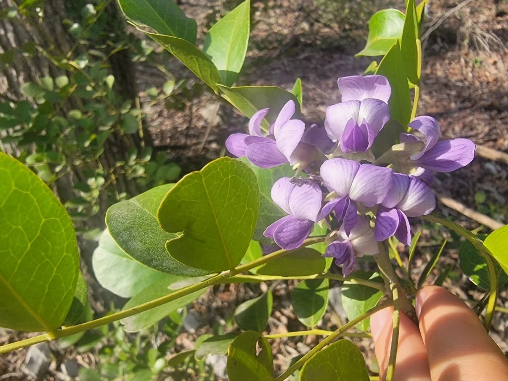 Sophora Secundiflora