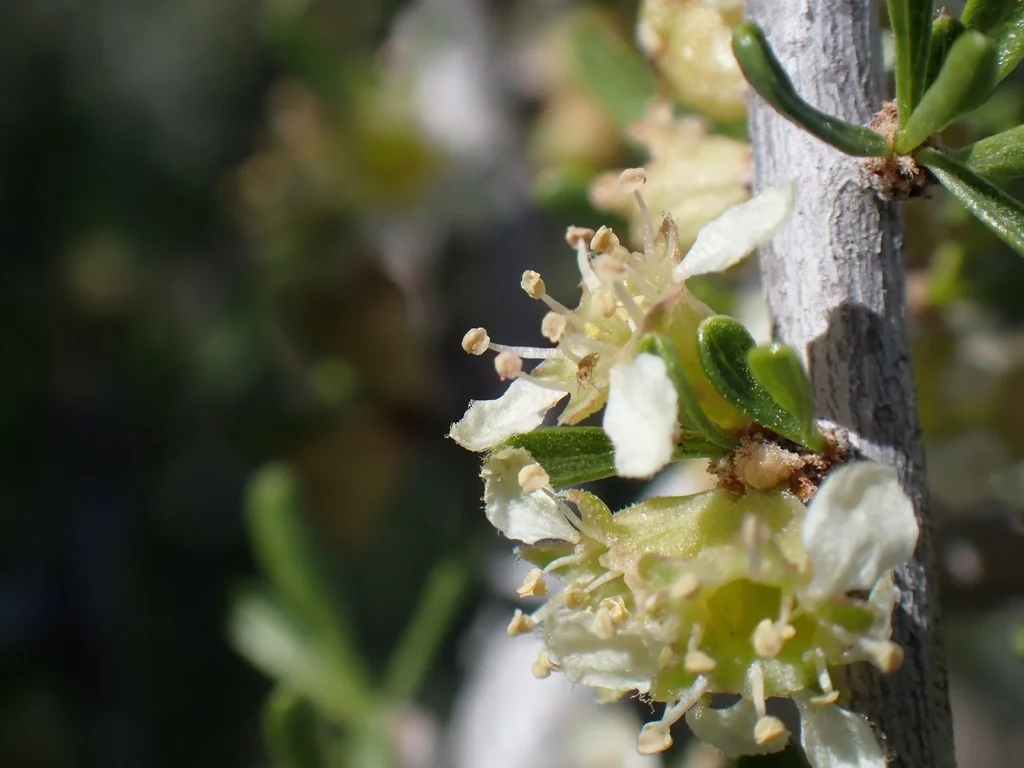 Prunus Fasciculata