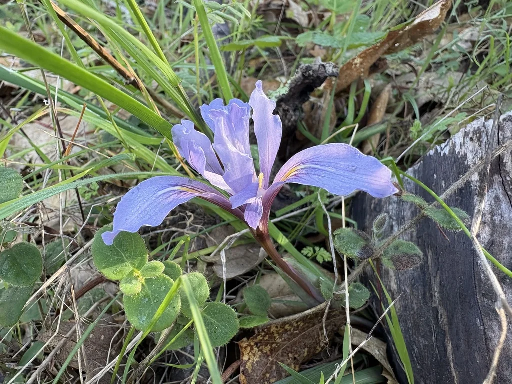 Iris Macrosiphon