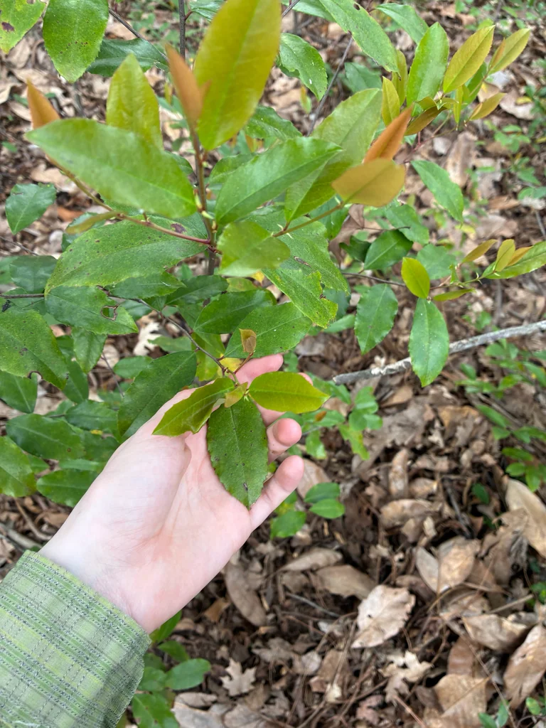 Prunus Caroliniana