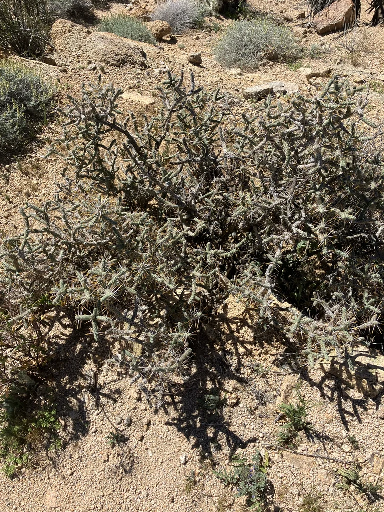Cylindropuntia Ramosissima
