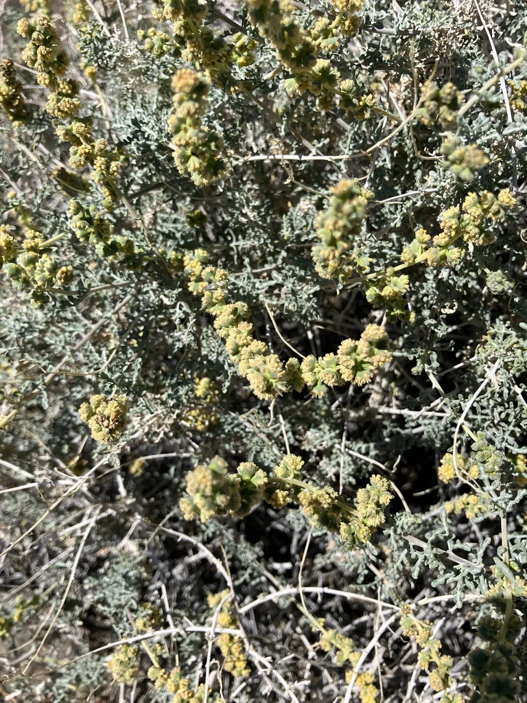 Ambrosia Dumosa
