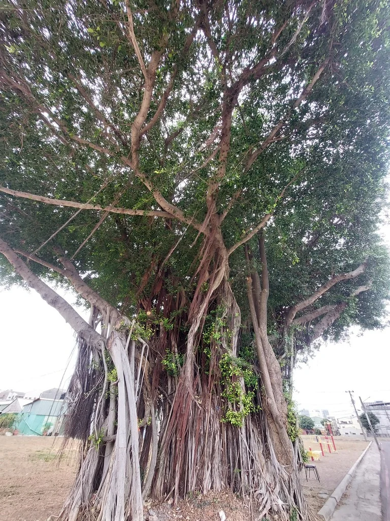 Ficus microcarpa
