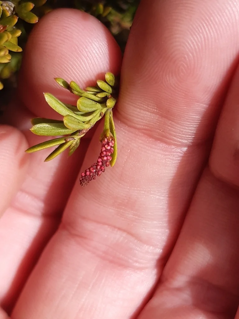 Podocarpus Nivalis