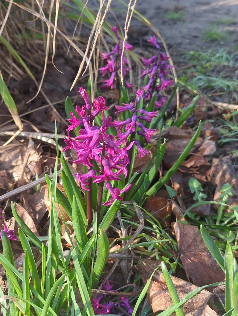 Hyacinthus Orientalis