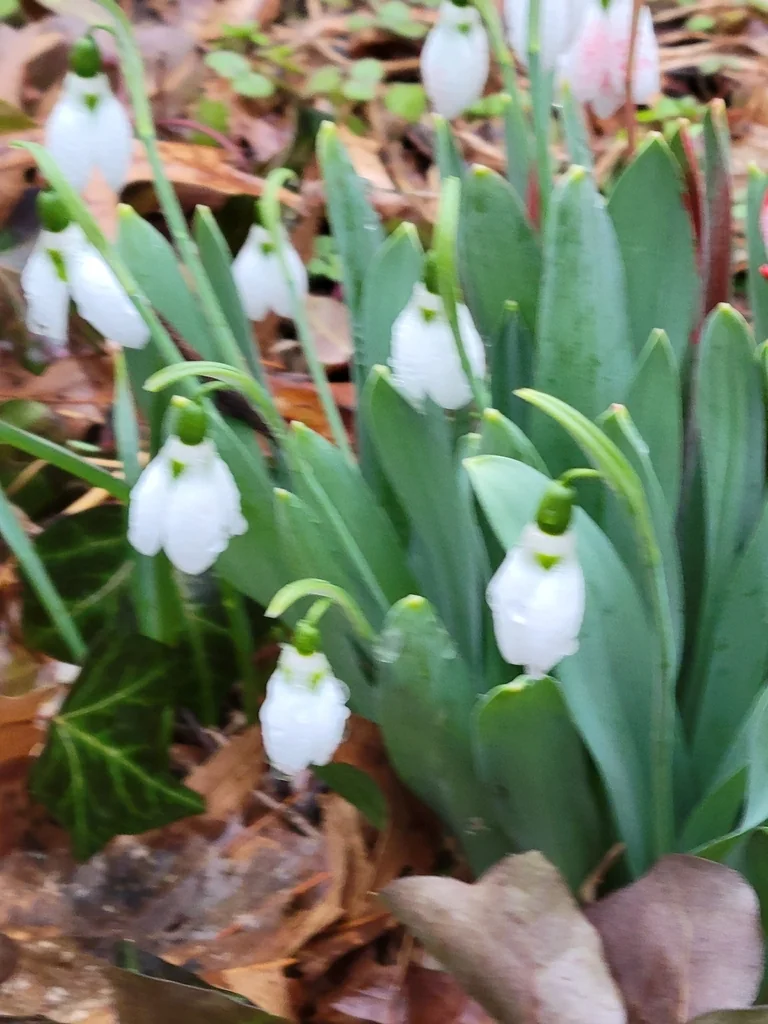 Galanthus Elwesii