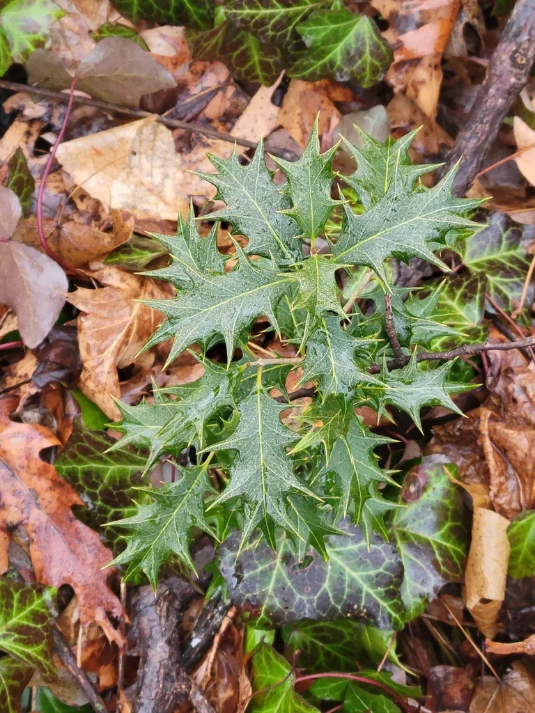 Osmanthus Heterophyllus